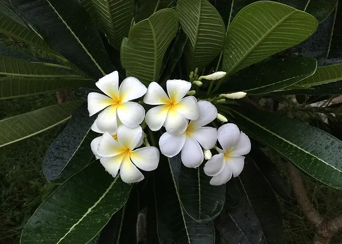 Bunyong Kwatera prywatna Siem Reap